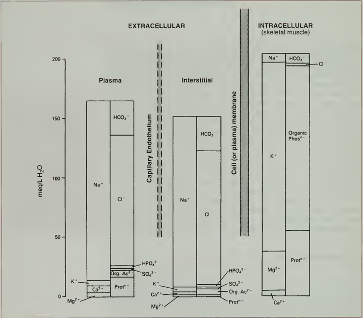 Issue 4: Vascular Specialisation and Barrier Function